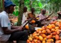 Cocoa Farmers Warn Delayed Payments Jeopardize Bumper Harvest