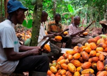 Cocoa Farmers Warn Delayed Payments Jeopardize Bumper Harvest