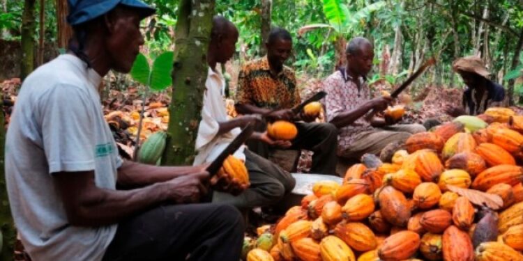 Cocoa Farmers Warn Delayed Payments Jeopardize Bumper Harvest