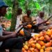 Cocoa Farmers Warn Delayed Payments Jeopardize Bumper Harvest