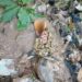 Abandoned Newborn Rescued from Bush at Dechimso-Hafia