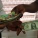 Analysis: Key Factors Behind the Cedi’s Depreciation