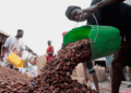 Ivory Coast sees strong exports of cocoa main crop as El Nino looms over output