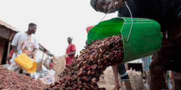 Ivory Coast sees strong exports of cocoa main crop as El Nino looms over output