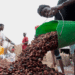Ivory Coast sees strong exports of cocoa main crop as El Nino looms over output