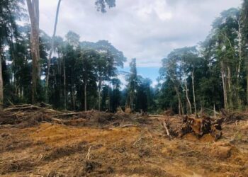 GoldBod to support reclamation of three forest reserves in 2027 – Sammy Gyamfi