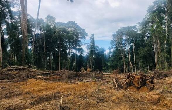 GoldBod to support reclamation of three forest reserves in 2027 – Sammy Gyamfi