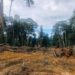 GoldBod to support reclamation of three forest reserves in 2027 – Sammy Gyamfi
