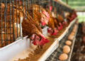 Middlemen making local chicken more expensive than imported ones – Deputy Agric Minister, Dumelo