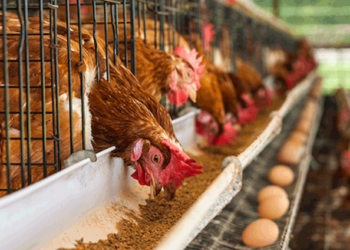 Middlemen making local chicken more expensive than imported ones – Deputy Agric Minister, Dumelo