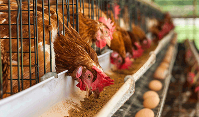 Middlemen making local chicken more expensive than imported ones – Deputy Agric Minister, Dumelo
