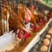 Middlemen making local chicken more expensive than imported ones – Deputy Agric Minister, Dumelo